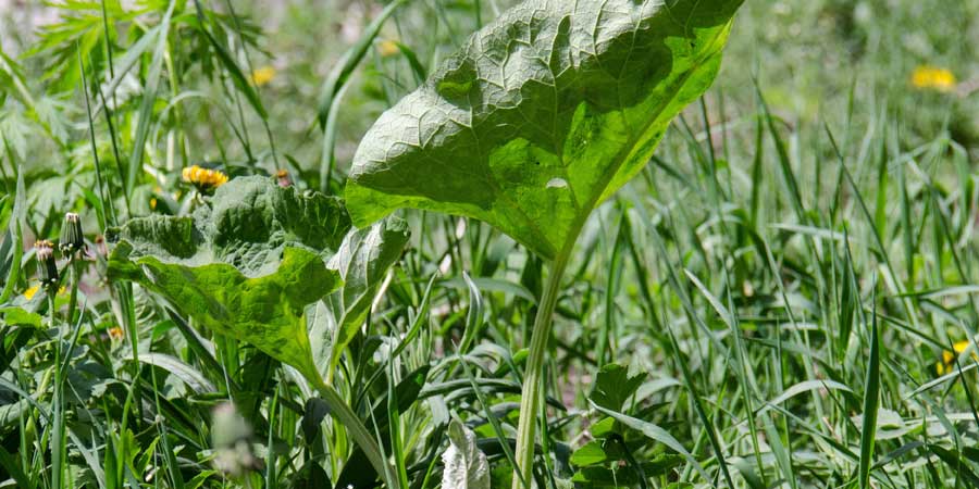 You are currently viewing Weeds